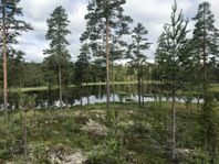 105 ha Obebyggd skogsfastighet med strandrätt