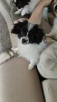 phalene/Papillon han valpar
