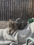 blandras katt omplacering