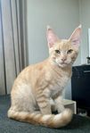 Kattungar 