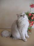 Blandras katthona 
