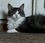 Långhårig katt