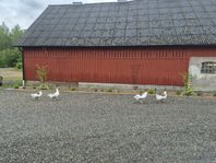 Skånegäss