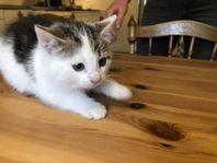 Söta kattungar