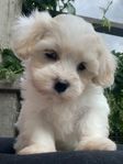 Valpar Bichon Havanaise / Lhasa Apso