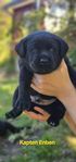Blandrasvalpar Labrador