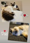 Ragdolls lev klara 25 sept