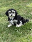 Bichon Havanais tik
