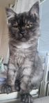 Sibirisk katt 