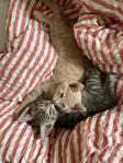 Kattungar huskatt/norsk skogskatt