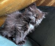 Sötaste kattungarna redo för flytt första Augusti! 