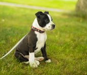 Staffordshire bullterrier