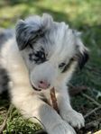 8 v lev. klar Border Collie valp