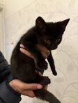 kattunge