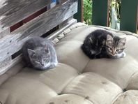Kattungar