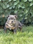 American Bully Micro 