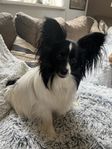 papillon tik- 11 månader gammal 