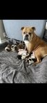 New English Bulldog/Staffordshire Bullterrier valpar