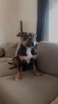 american bully pocket (Hane)