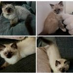 Ragdoll 