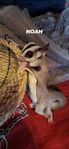 sugerglider 