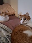 2 bröder söker nytt hem tillsammans!! Keliga och rumsrena