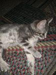 kattunge