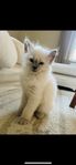 Ragdoll Kattungar 
