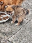 Pomeranian hane leveransklar