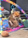Pomeranian hane leveransklar