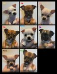 Chihuahua valpar - blandras 