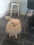 2 st pomeranian söker ett gemensamt hem mamma och son.