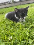 Kattungar 