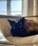 Devon Rex 