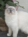 Ragdoll hona