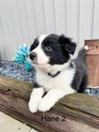 Border collie valpar 