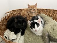 kattungar