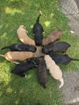 multi labradoodle valpar lev. 32
