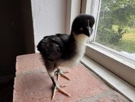 Kycklingar Australorp och Minorka