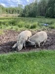 Mangalitza