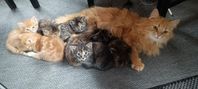 kattungar 12v