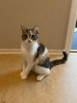 Kattunge 