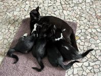 Kattungar, Kattbebis