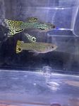 Green Cobra Guppys – Vackra & livliga akvariefiskar!