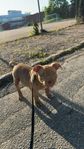 Americanbully