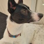 2 åriga Luna 
