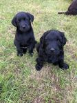 Labradoodle valpar ! (F2) Lev.klara