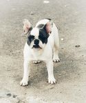 Fransk bulldog 
