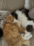 Gustav & Siri – innekatter söker ett tryggt hem tillsamma