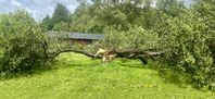 Äppelträd